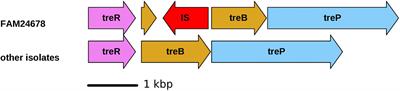 Genetic and Phenotypic Diversity of Morganella morganii Isolated From Cheese